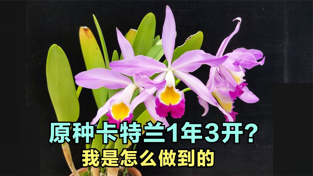 174 原生种卡特兰一年能开3次花？还一梗5朵？我是怎么做到的