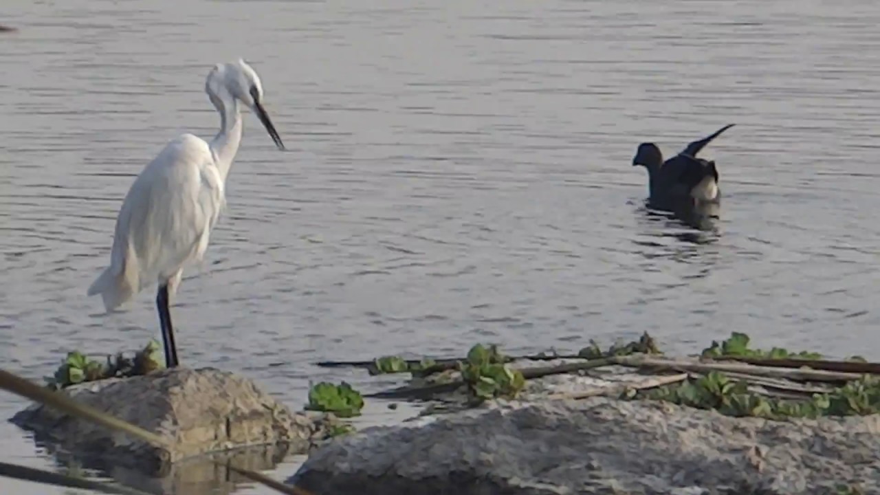 Indian Urban Lake Birds | Most Common Indian birds