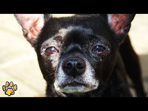 Video: Jännitystä Piddling koirassa