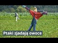 Odstraszanie ptaków z warzywników i sadów