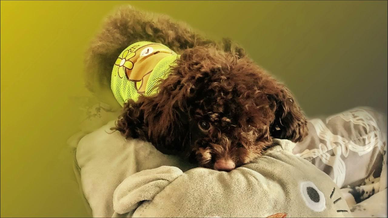 Relaxing Music For Dogs Music To Calm Dogs For Separation Anxiety relaxing-music-for-dogs-music-to-calm-dogs-for-separation-anxiety
