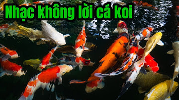 Nhạc không lời hay nhất | nhạc cá koi | nhạc phòng trà