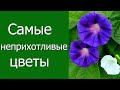 Самые неприхотливые цветы