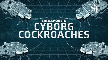 Cyborg cockroaches to be deployed in future search and rescue missions
