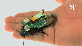Cyborg cockroaches to be deployed in future search and rescue missions