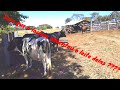 Como foi a produção de leite das vacas? aumentou essa semana ou não ???(tudo nesse vídeo!!)