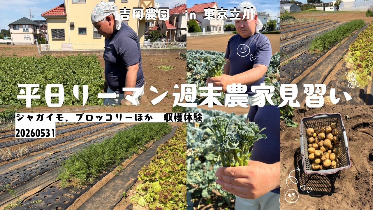 平日リーマン週末農家見習い 20260531 ジャガイモの収穫 - YouTube
