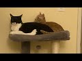 Three adorable cats play with ping pong 