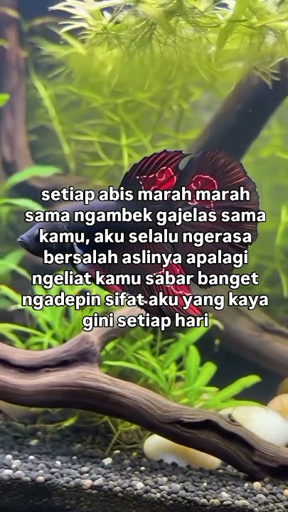 tag seseorang #quotes #storygalau30detik #sadstory #storywa30detikgalau #sadvibes #storygalay #sad