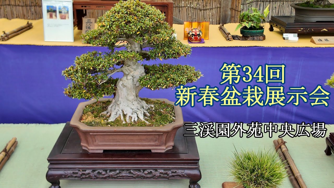 第34回新春盆栽展示会 = 主催：横浜三渓園皐月会 = [4K] The 34th  New Year Bonsai Exhibition