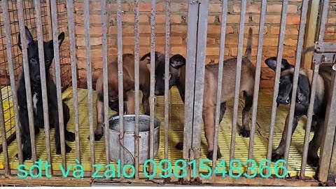 bán chó sang lào. Những con giống và cái tơ đỏ đen đực choai đen tuyền mexico cần tìm chủ mới