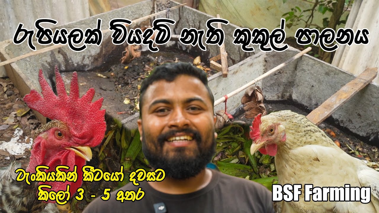 සල්ලි වියදම් නොවන කුකුල් පාලනය | BSF Cement tank | Sinhala