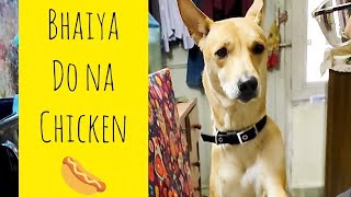 Cute puppy begging for food 🐶❤🍲#funnydogvideos #cutepuppy #doglover