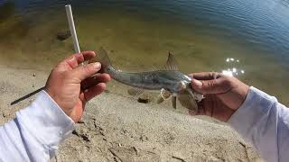 Haulover Canal FECSF Florida Fishing Fun