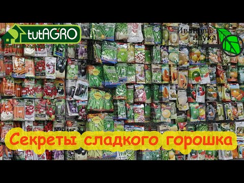 САМЫЙ СЛАДКИЙ ЗЕЛЁНЫЙ ГОРОШЕК НА ВСЁ ЛЕТО и без последствий Лакомство для детей и взрослых