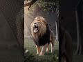 A lion fall in trap💥🥲😭