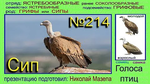 Сип. Гриф. Голоса птиц