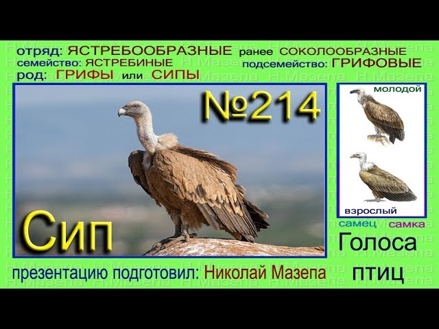 Сип. Гриф. Голоса птиц