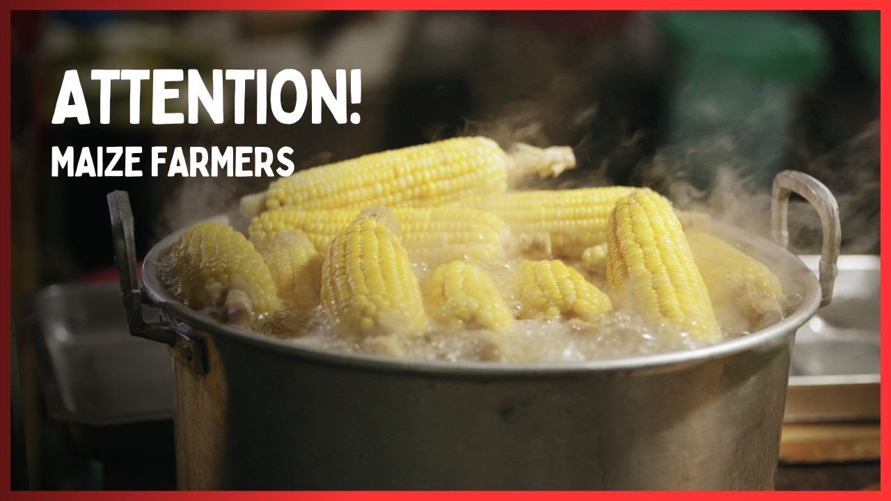 HERE IS WHAT YOU SHOULD KNOW IF YOU ARE A MAIZE FARMER YouTube