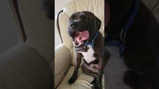 Staffordshire Bull Terrier Guilty Face