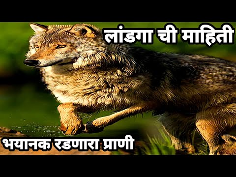 Landga | | | Landga Animal | Landaga | Pranyanchi Mahiti | Land Ka Prani |