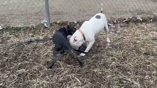 Otis + Flannery Off Leash 