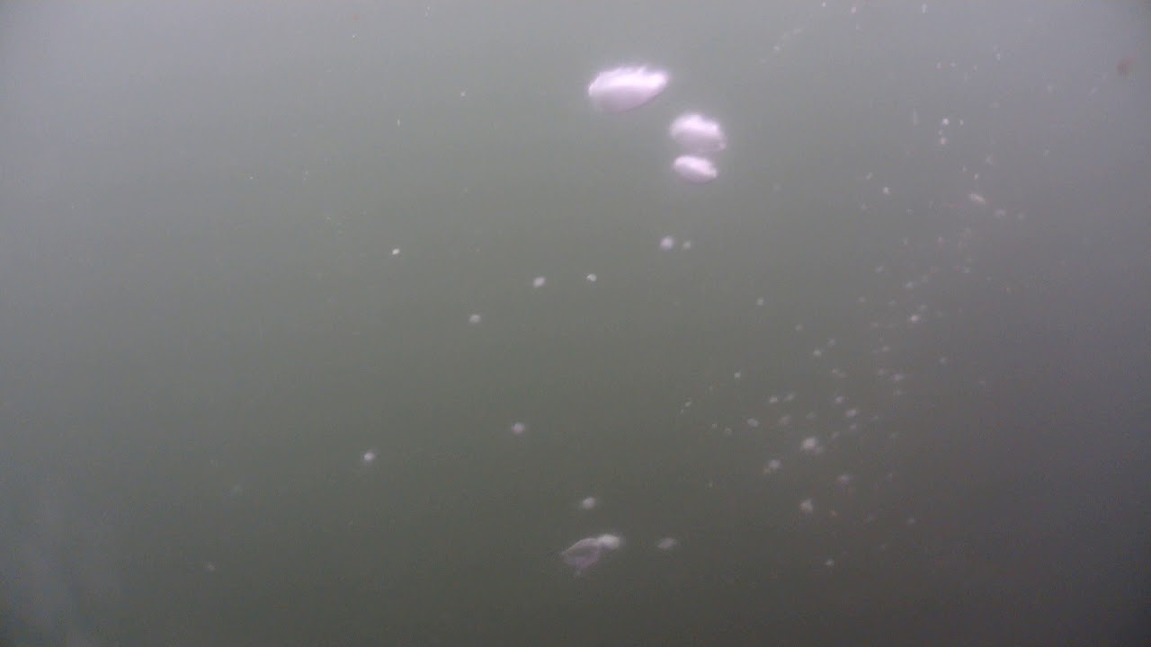 Long-tailed Ducks Underwater