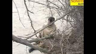 surat nadan teri dhakad chhorauttar kumar.flv