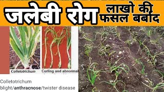 प्याज में जलेबी रोग को कैसे नियंत्रण करे ||onion colletotrichum blight||anthracnose|| onion twister