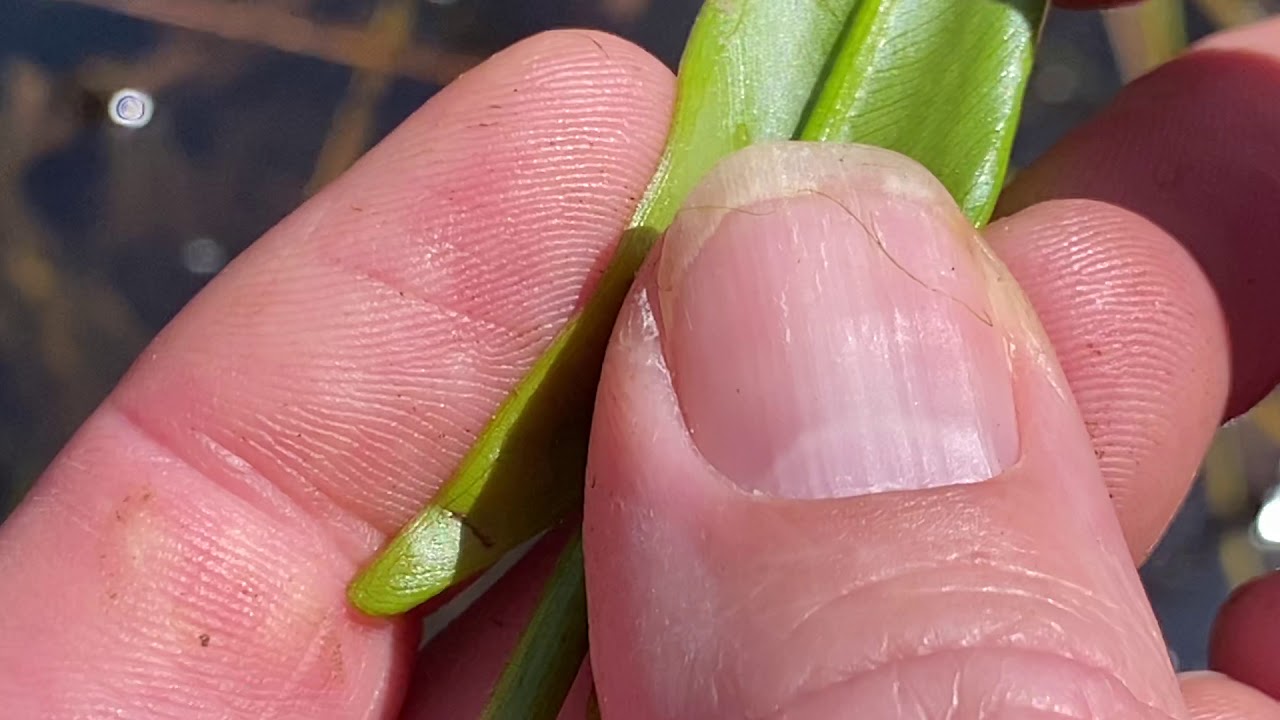 Hofma Park - Spring 4