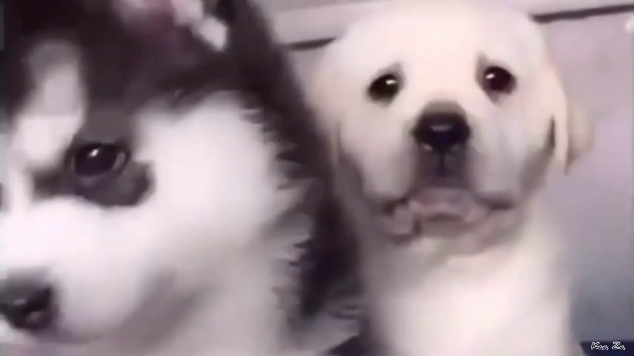 15 - Bébé animaux les plus mignons du monde - YouTube