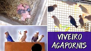 Agapornis visita ao criatório  #agapornis by DOCTV 2,542 views 1 month ago 3 minutes, 49 seconds