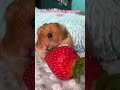 Sweet and Juicy: Cute Hamster Enjoying a Yummy Strawberry Snack! #hamsters #hamster #pet #petshorts