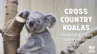 Cross Country Koalas: Noorundi and Iluka's Journey to John Ball Zoo by John Ball Zoo 1,272 views 1 year ago 4 minutes, 16 seconds