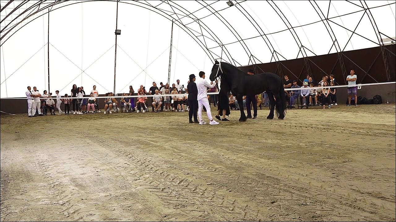 U Belegišu predstavljena Frizijska rasa konja