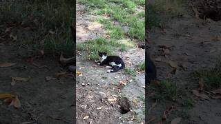 Cat Chilling in the Bright Sun #shorts #cat #chilling