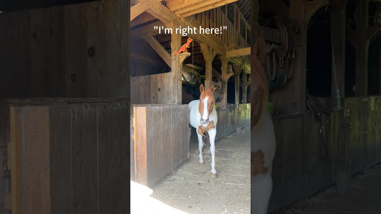 Horses have the BEST sense of humor.🐎🤣#horse #farm #funny #anmals #funnyvideo #farmanimalct