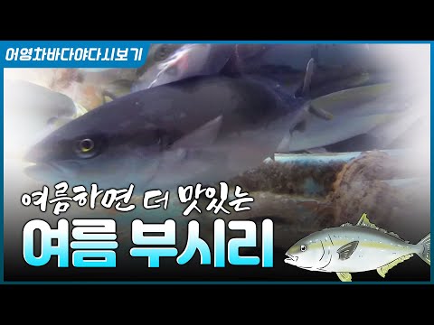 방어와 한끗차이인 부시리! 여름에는 부시리가 더 맛있는거 아세요??? 홍도에서는 부시리김치찌개를 먹는데요!  #추자도 #멸치미끼 #끌낚시 #홍도 #여름철생선