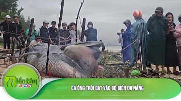 Cá Ông trôi dạt vào bờ biển Đà Nẵng