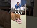 一緒にいたいんだよね🩵 #柴犬 #チワワ #shorts