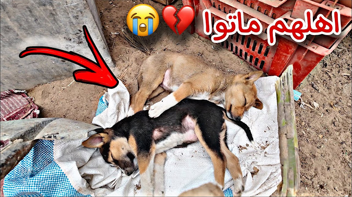 امهم صدمتها سياره واهي رايحه تجيب لهم اكل !! وماتوا كل اخوانهم 💔😩