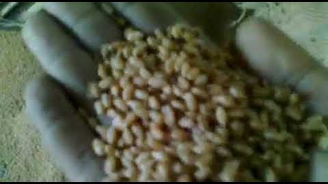 Gravity Separator Video