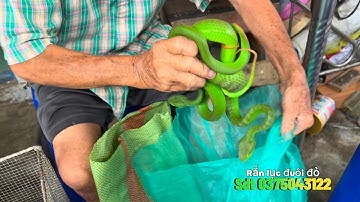 Gặp ngay dân bắt rắn lục đuôi đỏ cực độc bằng tay không liều mạng nhất hành tinh
