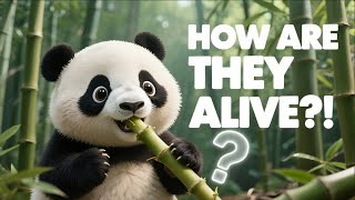 Download Lagu Why Pandas Are Evolution’s Weirdest Mistake (That Somehow Still Works) | national geographic kids MP3 Download Lagu Why Pandas Are Evolution’s Weirdest Mistake (That Somehow Still Works) | national geographic kids MP3