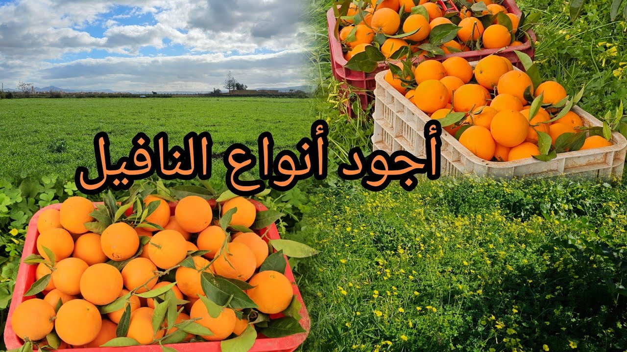 أجواء جني النافيل في رمضان 🍊 خيرات بركان وسط الطبيعة ☘️