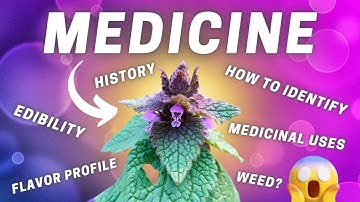 🪷 Purple Dead Nettle: A Potent Powerhouse Of Medicinal Benefits! (Check Out This Useful Wild Edible)