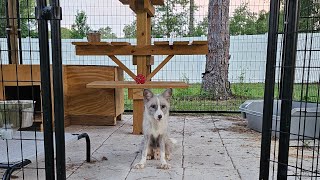 Introducing Two Grey Foxes And Welcoming Our Newest Rescue Intakes