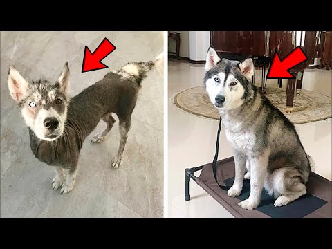 Video: Husky Behandlung ausgestopften Tier als ihr eigener Welpe ist Totes bereit für die Mutterschaft