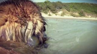 Leonberger Antics episode 108 by Hillhavenleonbergers show kennels 115 views 6 years ago 8 minutes, 45 seconds