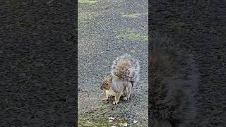 Атака Белок 🐿